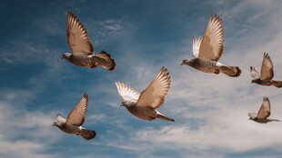天空中飞翔的一群鸽子