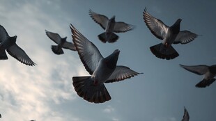 群鸽翱翔天际