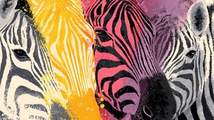 多彩斑马艺术画