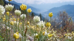 山间烂漫野花绽放美景