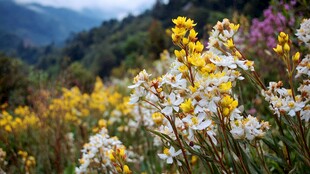 山间烂漫野花绽放