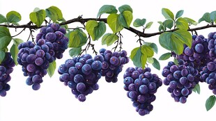 紫葡萄与绿叶的清新组合