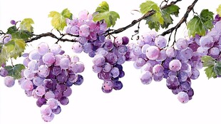 水彩绘紫葡萄与绿叶