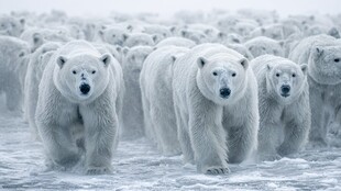 北极白熊群在冰原行进