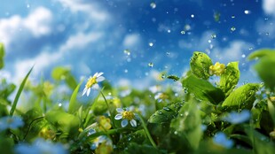 春日草地小花清新景致