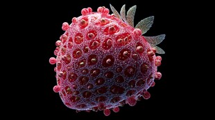 梦幻草莓微观艺术图