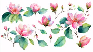 水彩绘粉色玉兰花组图