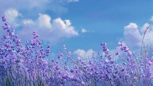 梦幻薰衣草田 蓝天白云相伴