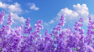 浪漫薰衣草花海蓝天白云