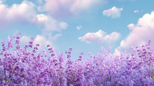 梦幻薰衣草花海与蓝天