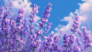 浪漫薰衣草花海与蓝天