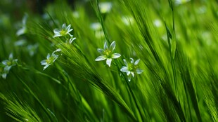 绿草间绽放的白色小花