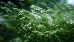 风吹绿野间 花草展生机