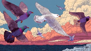 飞鸟翱翔于海天之上