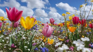 春日多彩花海美景