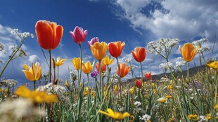 花海中绽放的多彩郁金香