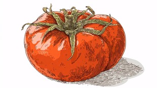 手绘鲜红番茄插画