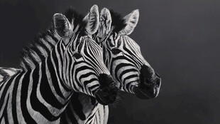 双斑马特写黑白艺术照