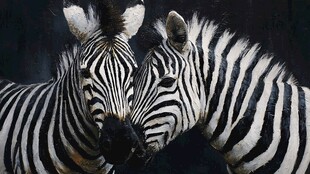 亲密依偎的斑马