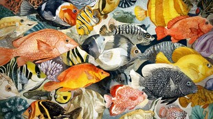 缤纷多彩的海底鱼类世界