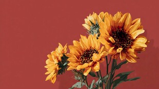 橘红背景下的灿烂向日葵