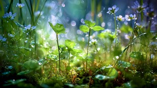 春日草地间的梦幻小花