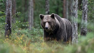 森林中漫步的棕熊