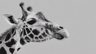 长颈鹿特写黑白肖像