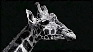 黑白长颈鹿头部特写