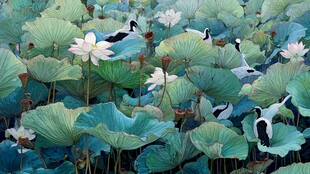 荷塘鹭影 荷花绽放之景