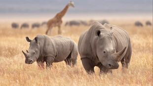 草原上的犀牛与远处长颈鹿