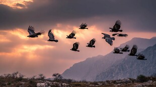 夕阳下飞鸟翱翔壮丽图景