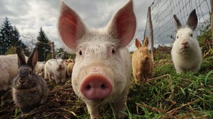 猪兔同框的田园温馨画面