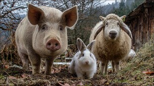 猪羊兔同框的田园萌趣