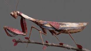 奇异彩纹螳螂栖于枝头