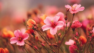 娇艳绽放的多彩花卉