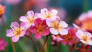 娇艳带露小花绽放