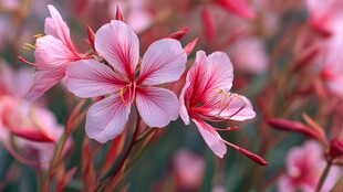 娇艳美丽的粉色山桃草绽放