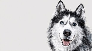 黑白绘风哈士奇开心模样