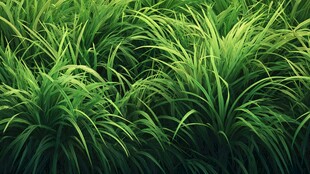 翠绿繁茂的生机盎然草丛