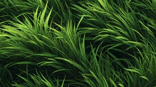 翠绿蓬勃的茂密青草