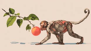 猴子咬着树枝上的桃子