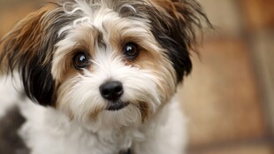 可爱萌宠小狗特写