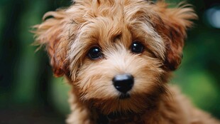 可爱棕色小狗萌态尽显