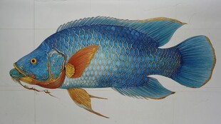 蓝色绚丽鱼手绘插画