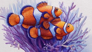 水中彩鱼悠游于珊瑚间