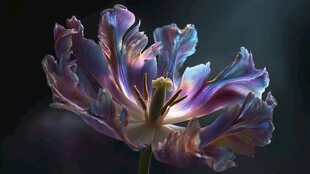 梦幻多彩郁金香特写