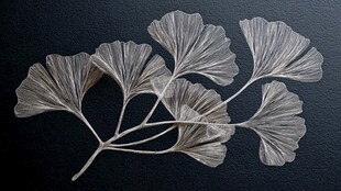 银白银杏叶 优雅自然之美