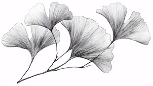 手绘银杏叶 优雅自然之美