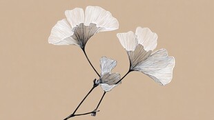 银杏花枝插画 淡雅美感